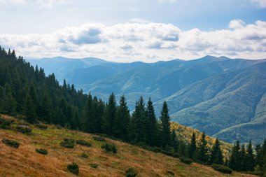 Karpat Dağları 'nın güzel manzarası. Dikenli çim tepelerindeki kozalaklı ağaçlar. güzel doğa arkaplanı 