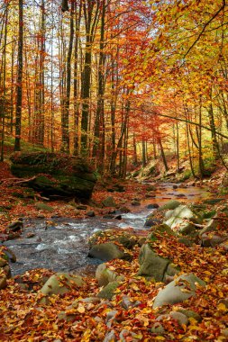 Nehirli sonbahar manzarası. Sonbahar mevsiminde güzel doğa manzarası. Taşlar ve ağaçlar hızlı akışların kıyılarında renkli yapraklarla. Parlak güneşli hava