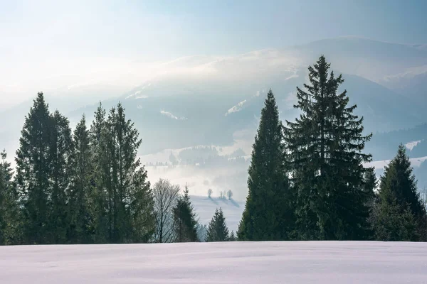 Zimní Krajina Jehličnatým Lesem Krásná Přírodní Scenérie Karpatských Hor Slunečné — Stock fotografie