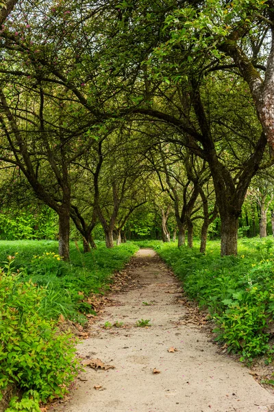 Ochtend tuin — Stockfoto