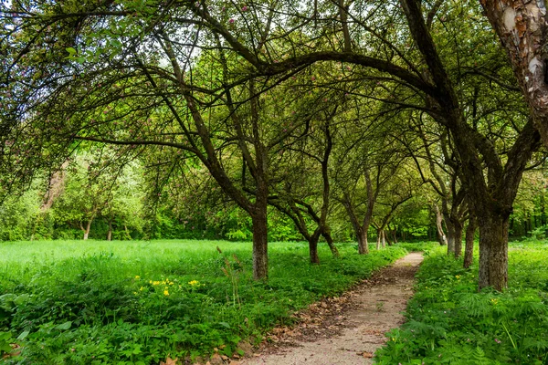 Jardín matutino — Foto de Stock