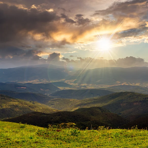 Plantas selvagens no topo da montanha ao pôr do sol — Fotografia de Stock