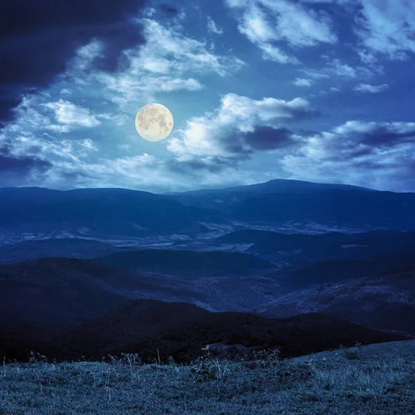 野生植物在夜间高山之巅 — 图库照片