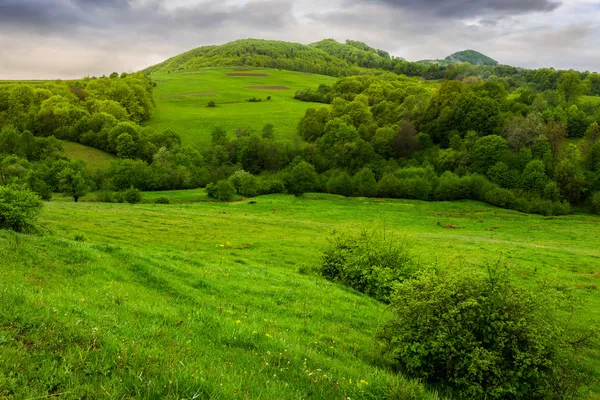 Trees near valley in mountains  on hillside — Stock Photo, Image