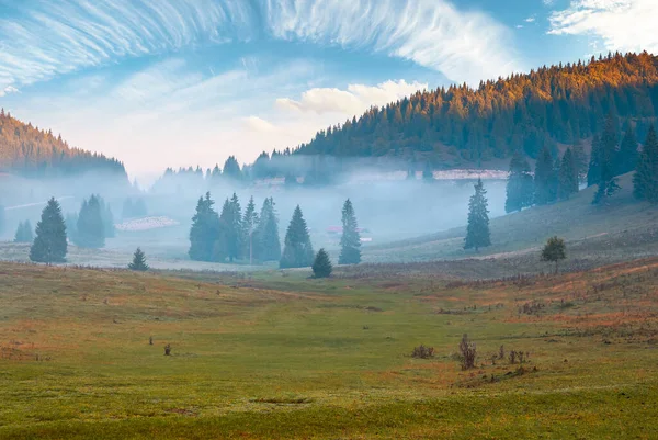 霧の多い秋の朝の山の風景 谷の草地にある針葉樹の木です 空に輝く雲 アプセニ自然公園ルーマニア — ストック写真