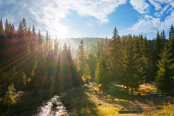 Landschaft Mit Fichtenwald Tal Wunderbare Naturkulisse Bei Sonnenaufgang Herbst — Stockfoto