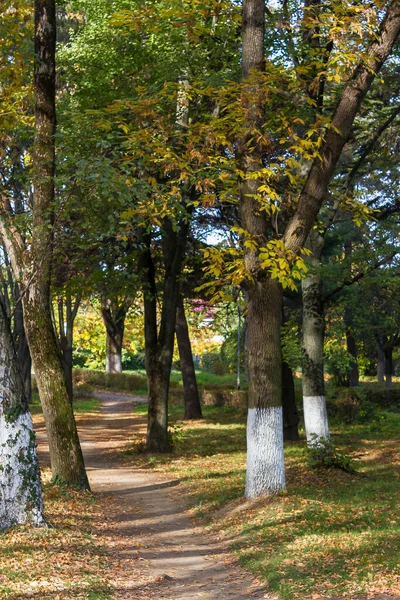 Parc Ville Par Une Journée Automne Ensoleillée Arbres Feuillage Vert — Photo