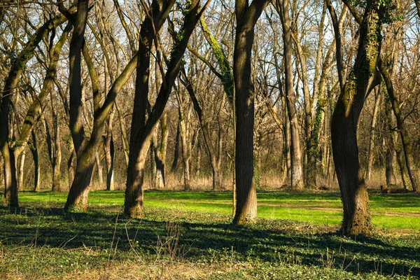 Árboles Sin Hojas Parque Hierba Verde Suelo Paisaje Naturaleza Principios —  Fotos de Stock