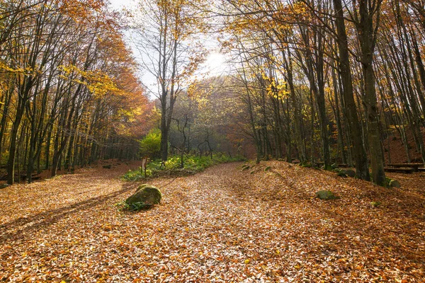 Podzimní Scenérie Parku Stromy Podzimním Listí Krásná Krajina Horách Slunečného — Stock fotografie
