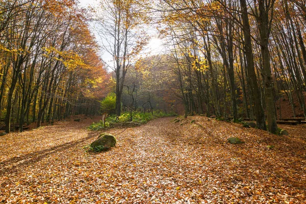 Autumn Scenery Park Trees Fall Foliage Beautiful Landscape Mountains Sunny — Stock Photo, Image