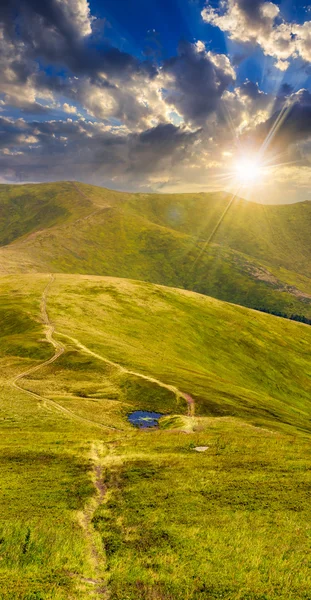 Hautes plantes sauvages au sommet de la montagne au coucher du soleil — Photo