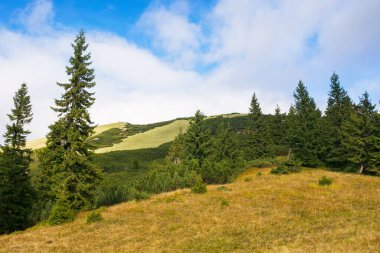 Çayırdaki kozalaklı ağaçlar. Synevyr Ulusal Parkı 'nın güzel dağ manzarası, Ukrayna. Sonbahar mevsiminin başlarında Karpat Dağları 'nın yeşil ortamı