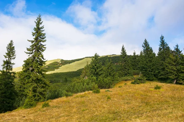 Árboles Coníferas Prado Hermoso Paisaje Montaña Del Parque Nacional Synevyr — Foto de Stock