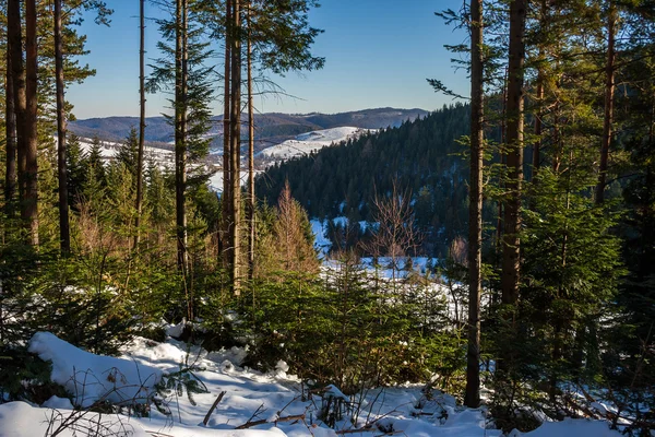 Floresta de coníferas nevadas em montanhas — Fotografia de Stock