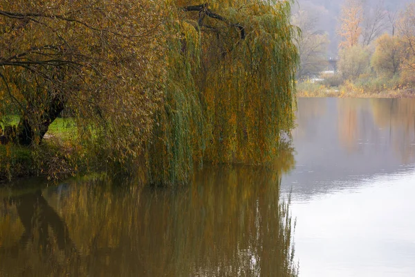 Vrba Břehu Řeky Zamračený Podzimní Den Horách Krásná Příroda Venku — Stock fotografie