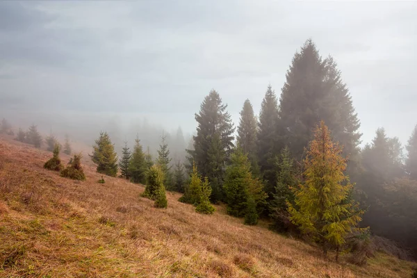 Fichtenwald Auf Dem Hügel Bei Nebligem Sonnenaufgang Verwittertes Gelbes Gras — Stockfoto