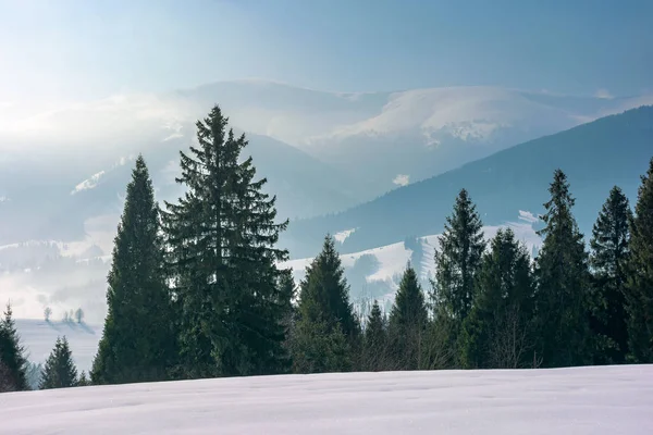 Zimní Krajina Jehličnatým Lesem Krásná Přírodní Scenérie Karpatských Hor Slunečné — Stock fotografie
