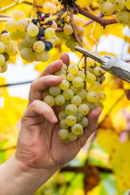 Çiftçi hasat beyaz üzüm