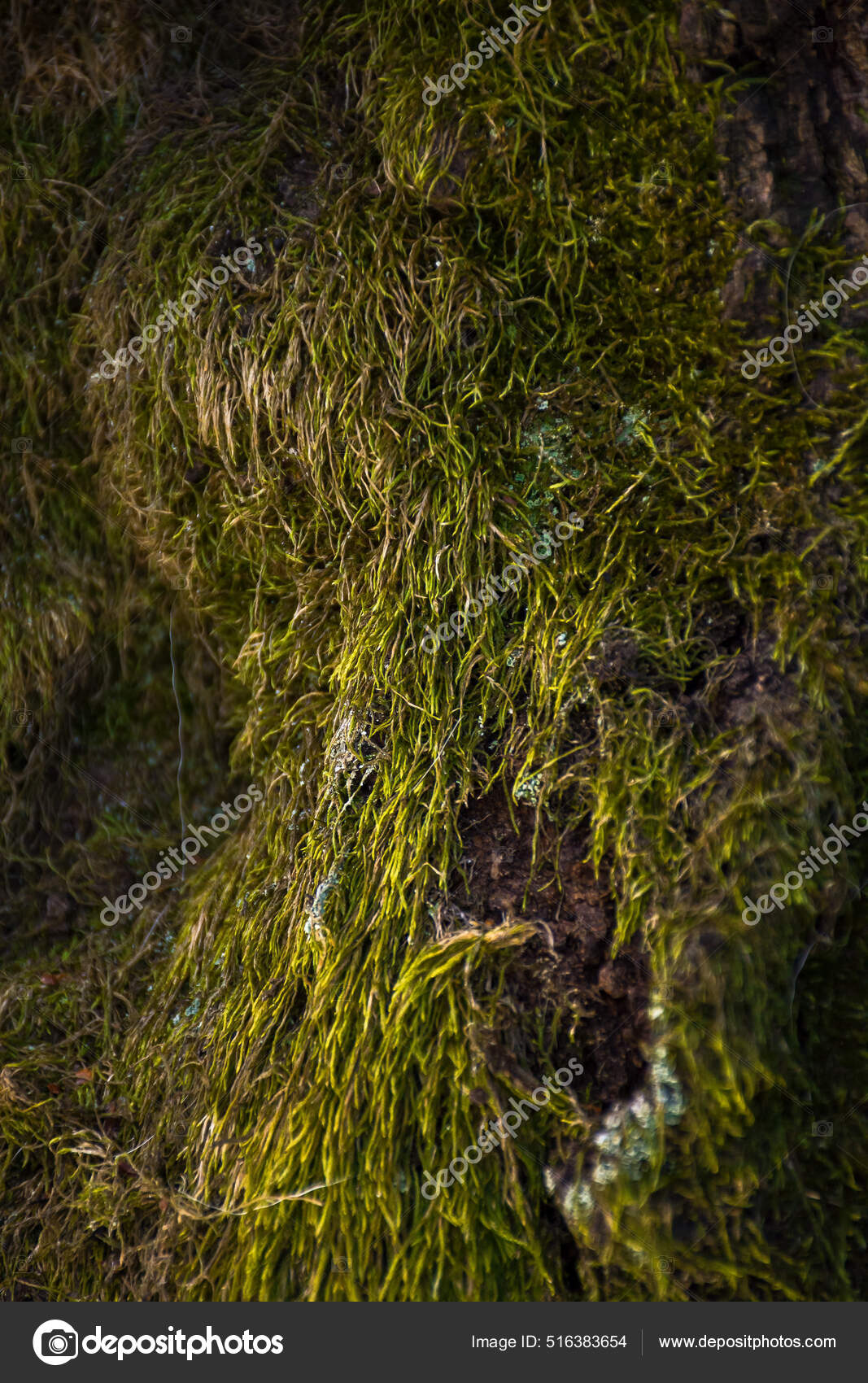 Moss texture. Moss background. Green moss on grunge texture, background., Stock image