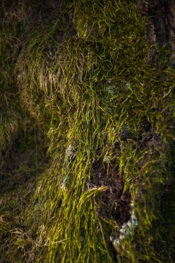 Ağaçtaki yeşil yosun dokusu