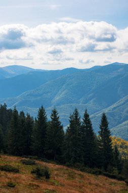 Karpat Dağları 'nın güzel manzarası. Dikenli çim tepelerindeki kozalaklı ağaçlar. güzel doğa arkaplanı 