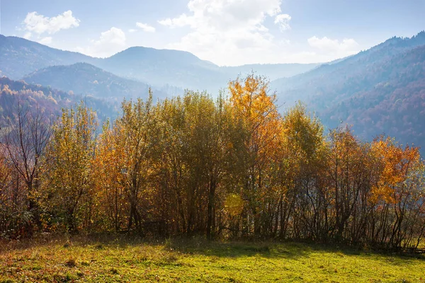 秋天的乡村风景 山上的森林 长满了五彩斑斓的树叶 美丽的自然背景 阳光明媚的午间 — 图库照片
