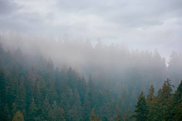 Coniferous Forest Foggy Day Green Nature Background Autumnal Grey Sky — Stock Photo, Image