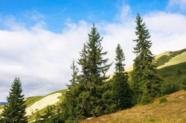 Çayırdaki kozalaklı ağaçlar. Synevyr Ulusal Parkı 'nın güzel dağ manzarası, Ukrayna. Sonbahar mevsiminin başlarında Karpat Dağları 'nın yeşil ortamı