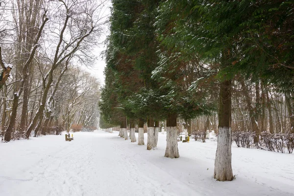 Park Miejski Pochmurny Zimowy Dzień Rząd Drzew Iglastych Wzdłuż Szlaku — Zdjęcie stockowe