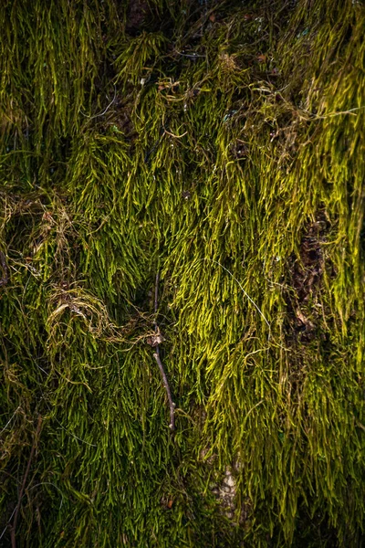 Primer Plano Del Musgo Verde Árbol Hermoso Fondo Naturaleza — Foto de Stock