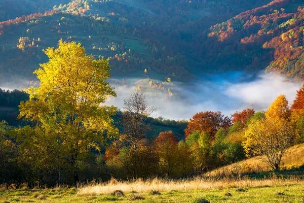 山谷中的薄雾 美丽的秋天早晨 高山上的风景 山上生长着五彩缤纷的树 — 图库照片
