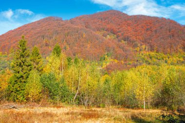 Dağlardaki sonbahar manzarası. Çayırda renkli yapraklı huş ağaçları var. Tepedeki sonbahar yapraklarında ilkel kayın ormanları. Sıcak güneşli bir gün, gökyüzünde kabarık bulutlar