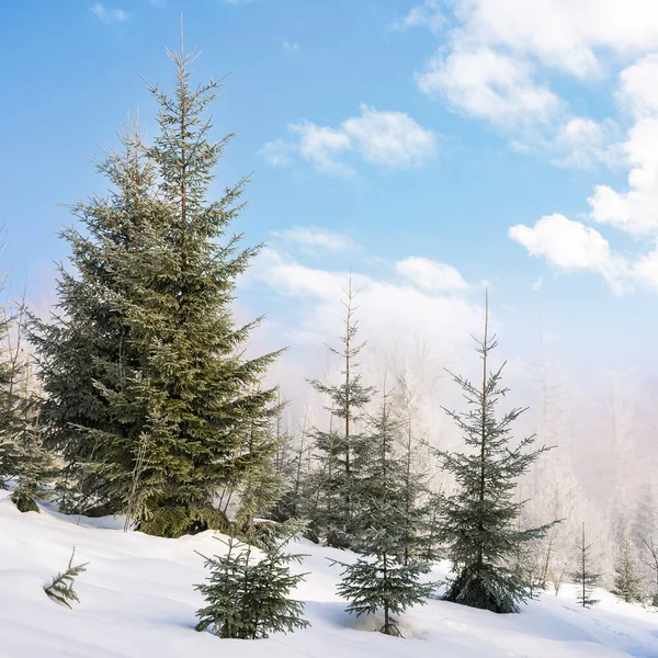 冬の霜の朝の丘の上の森 美しい白い季節の自然背景 — ストック写真