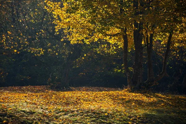 Drzewo Złotej Jesieni Liści Łące Piękna Scena Natury Świetle Poranka — Zdjęcie stockowe