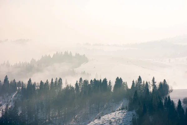 Poranna Mgła Zimą Las Iglasty Wzgórzach Mgle Wspaniałe Krajobrazy Natury — Zdjęcie stockowe