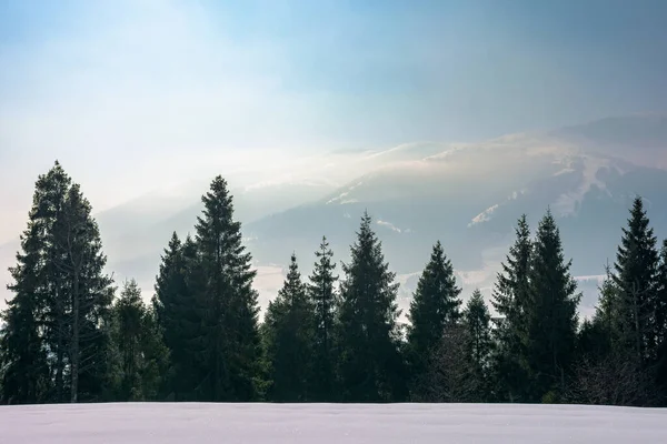 Les Zasněženém Kopci Krásná Přírodní Scenérie Chladném Zimním Ránu Horský — Stock fotografie