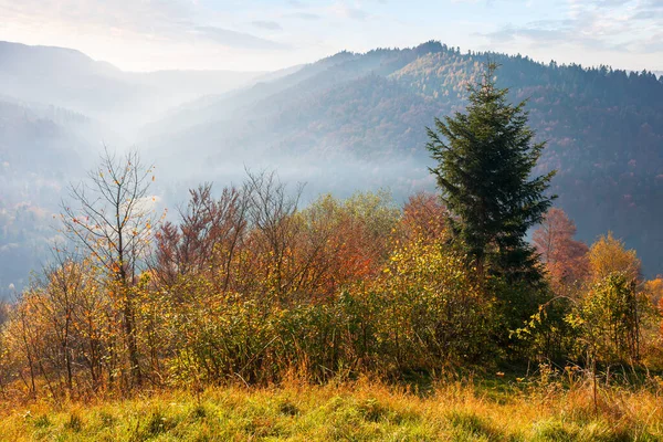 Bergige Landschaft Herbst Bäume Auf Dem Hügel Buntem Laub Schöne — Stockfoto