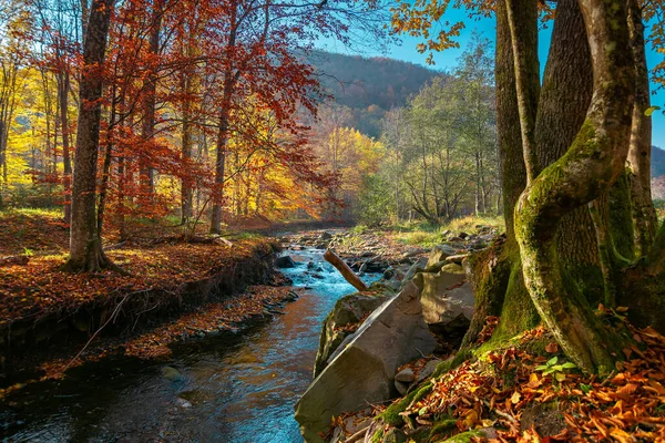 Mountain River Autumn Forest Wonderful Nature Scenery Morning Light Trees — Stock Photo, Image