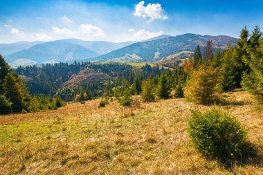 Sonbaharda ladin ormanlarıyla kaplı dağ manzarası. Çimenli tepelerdeki ağaçlar. Sisli bir tepe. Parlak doğa manzarası, öğlen vakti, kabarık bulutlar gökyüzünde