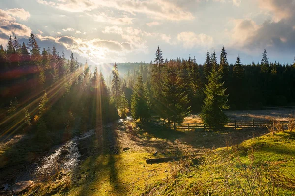 Barrskog Vid Soluppgången Vacker Natur Landskap Apuseni Naturpark Romantik Solig — Stockfoto