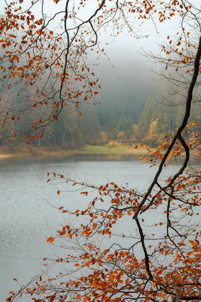 枝に秋色の葉が付きます 湖のほとりに森がある自然背景がぼやけています 神秘的な霧の天気 — ストック写真