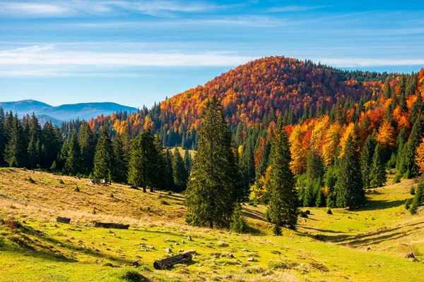 Jesienny Krajobraz Górach Drzewa Trawiasta Łąka Wzgórzu Otwarty Widok Dolinę — Zdjęcie stockowe