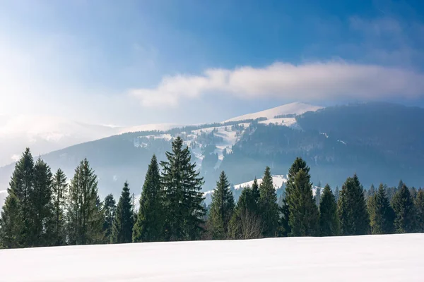 針葉樹林と冬の風景 カルパチア山脈の美しい自然景観 遠くにかすみがある晴天 — ストック写真