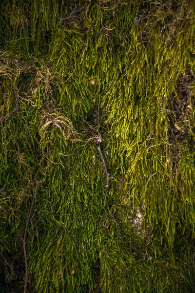 Naturaleza Textura Musgo Verde Árbol — Foto de Stock
