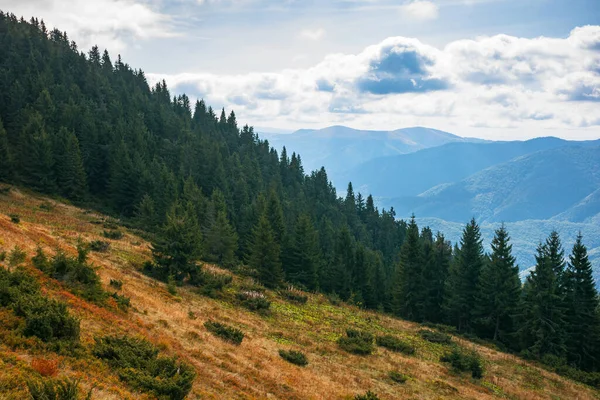 Nádherná Krajina Karpatských Hor Jehličnaté Stromy Strmých Travnatých Kopcích Krásné — Stock fotografie