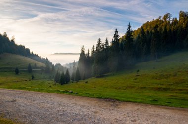 Sisli bir sonbahar sabahında dağ manzarası. Vadideki çayırlarda kozalaklı ağaçlar. Gökyüzünde parlayan bulutlar. Apuseni Doğal Parkı, Romanya
