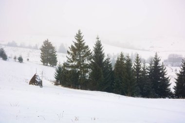 Kışın sisli sabah havası. Karla kaplı tepelerde çam ağaçları. Soğuk mevsimde büyülü doğa manzarası