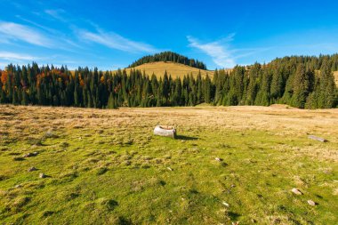 Apuseni doğal parkının kozalaklı ormanları. Sonbaharda güzel dağ manzarası