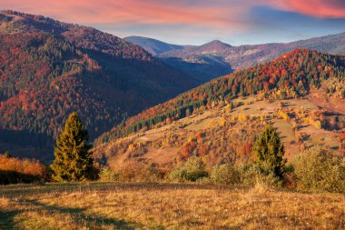 Akşam ışığında sonbahar dağ manzarası. Sonbahar renklerinde güzel bir Karpatya kırsalı. Çimenli tepeler bulutlu muhteşem gökyüzünün altındaki uzak tepelere doğru yuvarlanıyor.