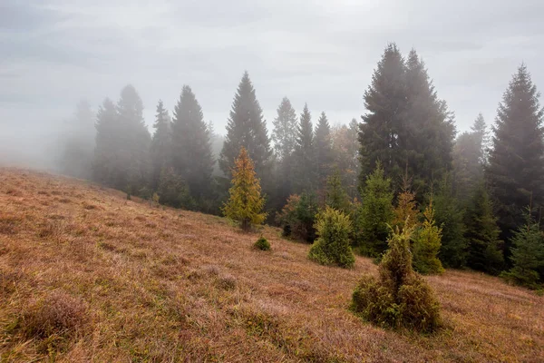 雾蒙蒙的日出时分 山上的云杉林 草地上被风吹日晒的黄草 秋天的神秘气氛 — 图库照片